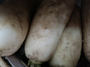 東東買(mǎi)菜河北新鮮白蘿卜嫩根現挖現發(fā)甜脆農家蔬菜蘿卜水果蔬菜 新鮮白蘿卜5斤 凈重 曬單實(shí)拍圖