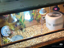 REPTIZOO爬寵UVA加熱燈爬蟲(chóng)蜥蜴刺猬烏龜曬背陶瓷加熱燈用品 日夜可用無(wú)光陶瓷加熱燈100W 曬單實(shí)拍圖