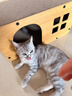梵都寵舍貓抓板瓦楞紙雙層設計貓玩具貓房子貓窩 曬單實(shí)拍圖