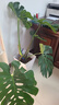 愛(ài)優(yōu)尚龜背竹觀(guān)葉植物室內客廳辦公室大盆栽綠植盆景凈化空氣吸甲醛老樁 曬單實(shí)拍圖
