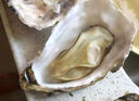 燈塔水母【鮮活】乳山生蠔牡蠣2XL號凈重5斤源頭直發(fā) 曬單實(shí)拍圖