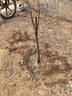 濱淇車(chē)厘子苗果樹(shù)苗櫻桃苗黑珍珠南北方種植 黑珍珠2-3厘米源頭直發(fā) 曬單實(shí)拍圖