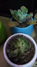 急兔多肉植物套裝多肉植物綠植盆栽5個(gè)肉5個(gè)塑料石丸盆土源頭直發(fā) 曬單實(shí)拍圖