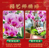 愛(ài)優(yōu)尚蝴蝶蘭年宵花帶花苞喬遷開(kāi)業(yè)春節送禮秋冬蘭花苗源頭直發(fā) 曬單實(shí)拍圖