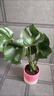 中夢(mèng)大葉龜背竹老樁綠植客廳旺宅室內大型落地盆栽辦公室大號植物好養 精品龜背竹40-60厘米+原盆 曬單實(shí)拍圖