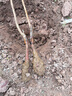 致薈樹(shù)杏樹(shù)苗特大早熟甜杏子苗南方北方種植盆栽地栽果樹(shù)苗當年結果 巨密王杏【6年苗】當年結果 基地現挖/現挖發(fā)貨 曬單實(shí)拍圖