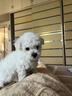 寵悅奇純種比熊幼犬小體型活體卷毛血統比熊茶杯犬寵物狗狗可愛(ài)長(cháng)不大的 寵物級 喂養禮包 曬單實(shí)拍圖