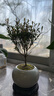 小葉赤楠盆景植物辦公花卉基地直銷(xiāo)批發(fā)綠植盆栽室內擺件花卉綠植 赤楠+冰裂紋盆+苔蘚+底座 曬單實(shí)拍圖