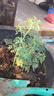蕓香草臭草植物賊仔草盆栽室外陽(yáng)臺菜園四季花苗臭艾驅蚊驅蛇食用 蕓香草小顆 不帶盆 曬單實(shí)拍圖