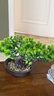 匠心綻放長(cháng)壽松迎客松仿真松樹(shù)盆景辦公桌面綠植茶室假樹(shù)新中式盆栽20305 曬單實(shí)拍圖