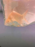 泰國鯽零號元寶鯽魚(yú)精品泰國元寶鯽觀(guān)賞魚(yú)龍魚(yú)配魚(yú)淡水魚(yú)熱帶魚(yú) 零號元寶鯽（金色）12左右 曬單實(shí)拍圖