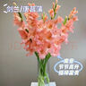 粉紅色劍蘭節節高鮮花年宵花廣州發(fā)春節裝飾情人節禮物長(cháng)65-70cm 粉色劍蘭5支 曬單實(shí)拍圖
