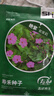 壽禾紫茉莉花種子苗胭脂花四季種植花籽 紫茉莉種子紫紅色25g約330粒 曬單實(shí)拍圖