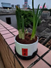 漳州水仙花盆栽帶花苞種球水養水培植物年宵花辦公室桌面綠植花卉 小喜陶瓷盆+1個(gè)帶牙水仙大種球+圓黑底座 曬單實(shí)拍圖