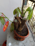 發(fā)財樹(shù)盆栽花卉綠植物室內客廳清新空氣好養活招財中式金錢(qián)樹(shù)盆景 A級三桿發(fā)財樹(shù)(財源滾滾陶瓷盆)送肥料 曬單實(shí)拍圖