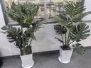 臨雅特級龜背竹客廳大盆栽老樁大葉室內大型落地綠植物高級感盆景好養 【旗艦款】提根龜背竹1.1-1.3m+小白梯盆 曬單實(shí)拍圖