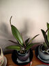 種花迷蝴蝶蘭盆栽室內花卉蝴蝶蘭花苗帶花劍蝴蝶蘭大苗當年開(kāi)花桌面綠植 白珍珠原土育苗袋發(fā)貨+肥料 大苗帶2支花劍/當年開(kāi)花 曬單實(shí)拍圖