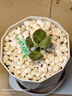 兩腿跑多肉植物帶盆小老樁多頭精品多肉紅寶石桃蛋烏木盆栽花卉帶盆栽好 曬單實(shí)拍圖