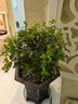 嘆為觀(guān)止大型盆栽金錢(qián)榕百合竹金錢(qián)樹(shù)發(fā)財樹(shù)清香木辦公室內落地款中型植物 清香木【40-50厘米】 含盆 曬單實(shí)拍圖
