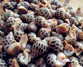鮮活花螺250g/份 曬單實(shí)拍圖