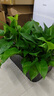 綠有意綠蘿盆栽室內植物花卉綠植水培長(cháng)藤垂吊大葉綠籮新房家用吸除甲醛 180大盆托盤(pán)款綠蘿4盆+10肥 帶盆帶土發(fā)貨 曬單實(shí)拍圖
