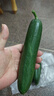 【東東買(mǎi)菜】壽光水果小黃瓜荷蘭黃瓜早餐減肥減脂現摘生吃水果 暢銷(xiāo)款 2斤 （凈重1.8斤） 曬單實(shí)拍圖