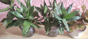 四季招財好運旺宅水培觀(guān)音竹富貴水竹客廳室內辦公盆栽綠植除甲醛 觀(guān)音竹6支（2個(gè)輕奢盆）+營(yíng)養液 觀(guān)音竹高度25-35厘米 曬單實(shí)拍圖