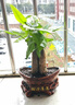 發(fā)財樹(shù)盆栽花卉綠植物室內客廳清新空氣好養活招財中式金錢(qián)樹(shù)盆景 A級三桿發(fā)財樹(shù)(財源滾滾陶瓷盆)送肥料 曬單實(shí)拍圖