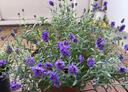 臨雅薰衣草盆栽花苗室內陽(yáng)臺庭院四季花草驅蚊植物好養鮮花花卉綠植 紫色薰衣草 150規格 1盆 曬單實(shí)拍圖