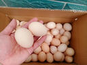 【跑山鵝 自然蛋】農家土鵝蛋孕婦正宗鵝蛋純天然雜糧喂養 90-110克初生蛋 12枚 曬單實(shí)拍圖