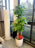 芙洛拉花園【2小時(shí)達】發(fā)財樹(shù)綠蘿金錢(qián)樹(shù)散尾葵天堂鳥(niǎo)大型綠植室內開(kāi)業(yè)喬遷 金錢(qián)樹(shù) 曬單實(shí)拍圖