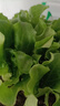 脆甜生菜秧苗帶土耐熱耐寒玻璃奶油生菜秧沙拉菜苗四季盆栽蔬菜苗 速生脆甜生菜苗30顆【20天吃菜】 曬單實(shí)拍圖