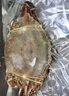 舟山梭子蟹鮮活特大野生大螃蟹新鮮冷凍海鮮水產(chǎn)海蟹飛蟹白蟹順豐 9兩以上/只【5斤凈重 超大肥美】 曬單實(shí)拍圖