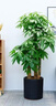 Only you【2小時(shí)達】發(fā)財樹(shù)大型盆栽綠植花卉室內客廳辦公室開(kāi)業(yè)喬遷生日 幸福樹(shù) 曬單實(shí)拍圖