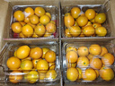 驕瑰融安金桔 順豐-隔日達正宗廣西脆蜜金桔滑皮金桔脆蜜金柑新鮮水果 凈重5斤融安金桔彩箱普裝 果王15-20顆/斤（更大更甜） 曬單實(shí)拍圖
