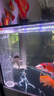 徹朗魚(yú)缸氧氣泵超靜音增氧機家用增氧泵養魚(yú)專(zhuān)用靜音打氧泵大功率6w 曬單實(shí)拍圖