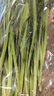 彩虹雨北京農場(chǎng) 有機韭菜250g 歐盟認證有機蔬菜自有農場(chǎng)新鮮直發(fā) 曬單實(shí)拍圖