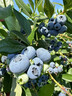 帶果藍莓苗盆栽藍莓樹(shù)苗特大帶果藍梅樹(shù)苗南北方種植水果苗車(chē)厘子 【帶果發(fā)貨】天后盆栽（1加侖盆）1棵 發(fā)貨會(huì )有輕微掉果-介意慎拍 曬單實(shí)拍圖
