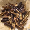遼夢(mèng)【銷(xiāo)量20萬(wàn)+只】蠶蛹鮮活發(fā)貨東北特產(chǎn) 新鮮繭蛹特級大黃蠶蛹蟬蛹 大黑蠶蛹1000g【80-100只】 曬單實(shí)拍圖