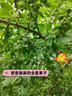 臨雅西梅樹(shù)樹(shù)苗盆栽室內外庭院果樹(shù)果苗南方北方四季種植耐寒水果樹(shù)苗 【旗艦款】法蘭西西梅杯苗【高50-70cm】1棵 曬單實(shí)拍圖