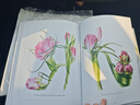 預訂 The Botanical Shoes: A Collection of Botanical Shoe Paintings in Watercolour and Words: 978180 曬單實(shí)拍圖
