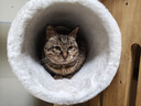 獸牌美居實(shí)木貓爬架大型貓樹(shù)貓窩一體豪華不占地貓架超高不晃大貓適用 美居CC S丨雙太空艙【預售中】 曬單實(shí)拍圖