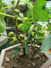 臨雅無(wú)花果樹(shù)苗格萊斯波姬紅果苗特大果南北方四季種植當年結果地盆栽 定制專(zhuān)拍 曬單實(shí)拍圖