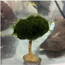 XMSJ魚(yú)缸造景莫斯樹(shù)魚(yú)缸樹(shù)真樹(shù)沉木水草造景懶人造景無(wú)需底沙魚(yú)缸擺件 高8cm左右【蘑菇頭直徑4cm】 已養好 曬單實(shí)拍圖