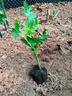 京歡蕓大青紅肉水果木瓜苗冰糖矮木瓜苗矮化紅心木瓜苗四季南方種植常綠 大青水果木瓜5棵 高10-30厘米 木瓜苗 曬單實(shí)拍圖