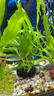 森悠（SARYOR）南美青竹坨草水竹水下葉魚(yú)缸造景定植水草植物陰性溪流缸懶人新手 南美青竹坨草3個(gè)【自帶水草泥 入缸即活】 曬單實(shí)拍圖