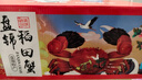 【活蟹】網(wǎng)兜蟹遼寧盤(pán)錦河蟹稻田河蟹禮盒螃蟹鮮活大閘蟹無(wú)繩凈重 全母蟹丨3.3-3.6兩*【16只】鎮店之寶 曬單實(shí)拍圖