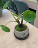 幼薇鏡面草網(wǎng)紅多肉金線(xiàn)老樁銅錢(qián)盆栽觀(guān)葉植物茶幾辦公桌室綠植 鏡面草老樁+禪字陶瓷盆+圓形底盤(pán) 帶盆栽好 曬單實(shí)拍圖