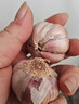 紫白皮蒜水果大蒜超市即食生鮮蔬菜大蒜 [活動(dòng)]8頭 200g 單果3.5-5cm 曬單實(shí)拍圖