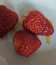 京覓丹東紅顏99草莓凈重2斤單果20克起 九九奶油草莓 源頭直發(fā) 曬單實(shí)拍圖